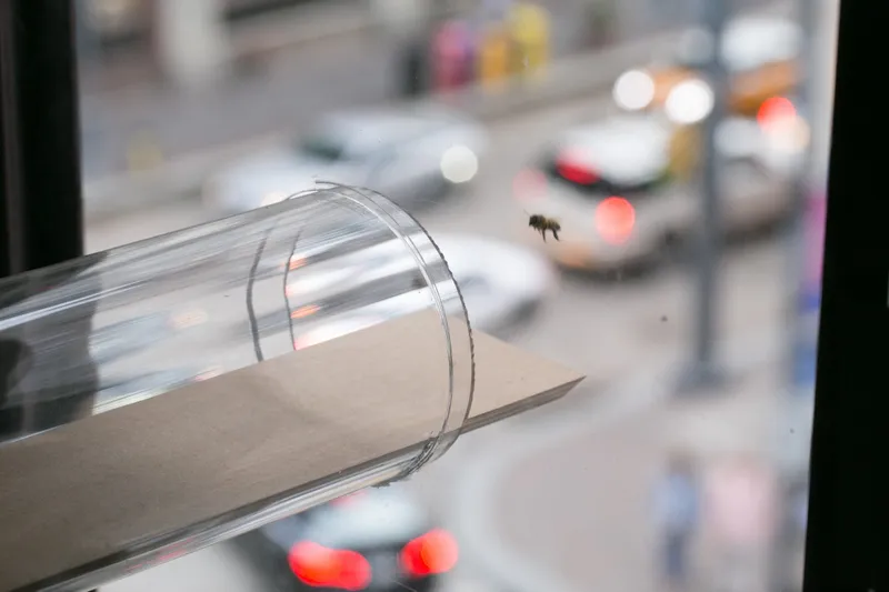Iamge showing a clear plastic pipe that cuts through a window. There is a blurred street in the background and a single bee flying into the tube.