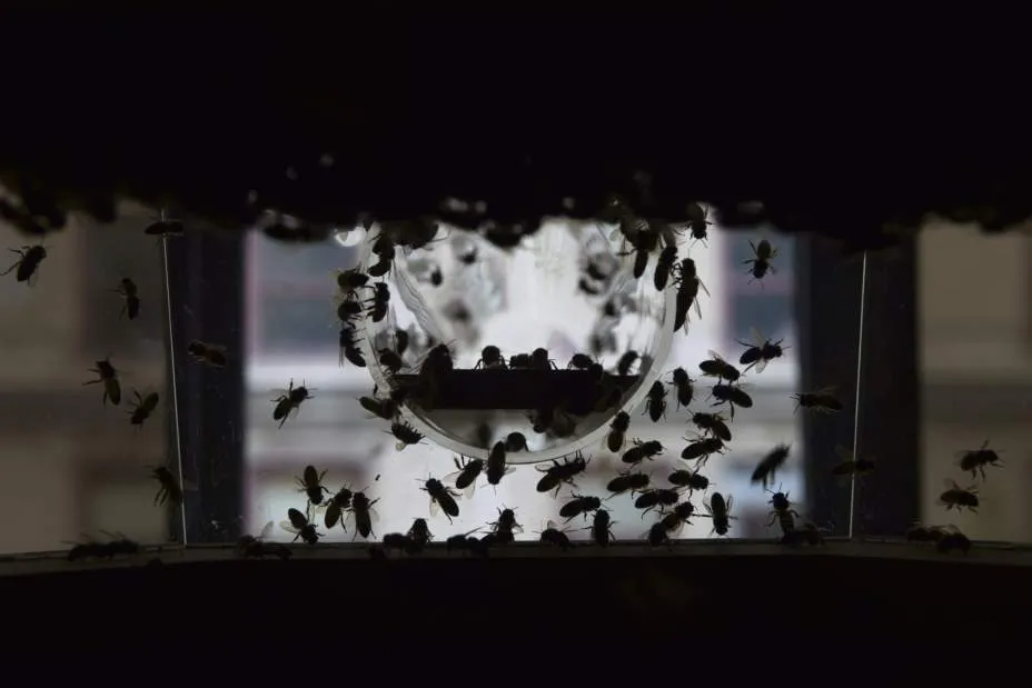 Image showing a cluster of bees center the opening to the long tube.