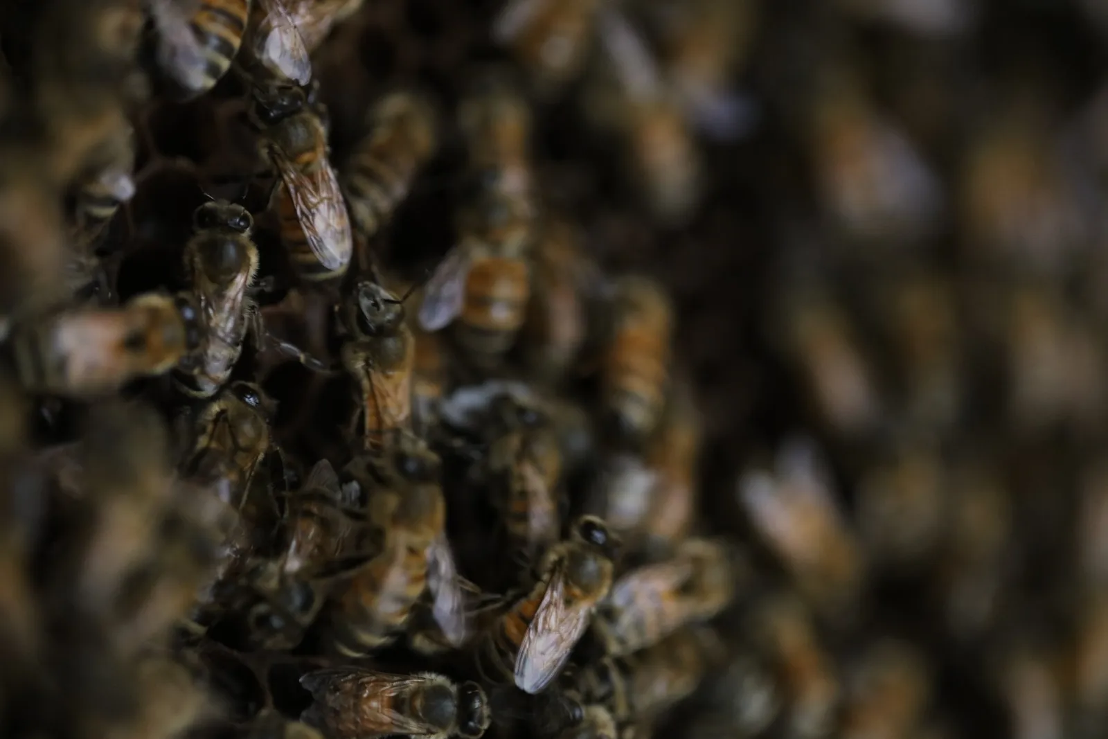 Close up image showing a mass of bees.
